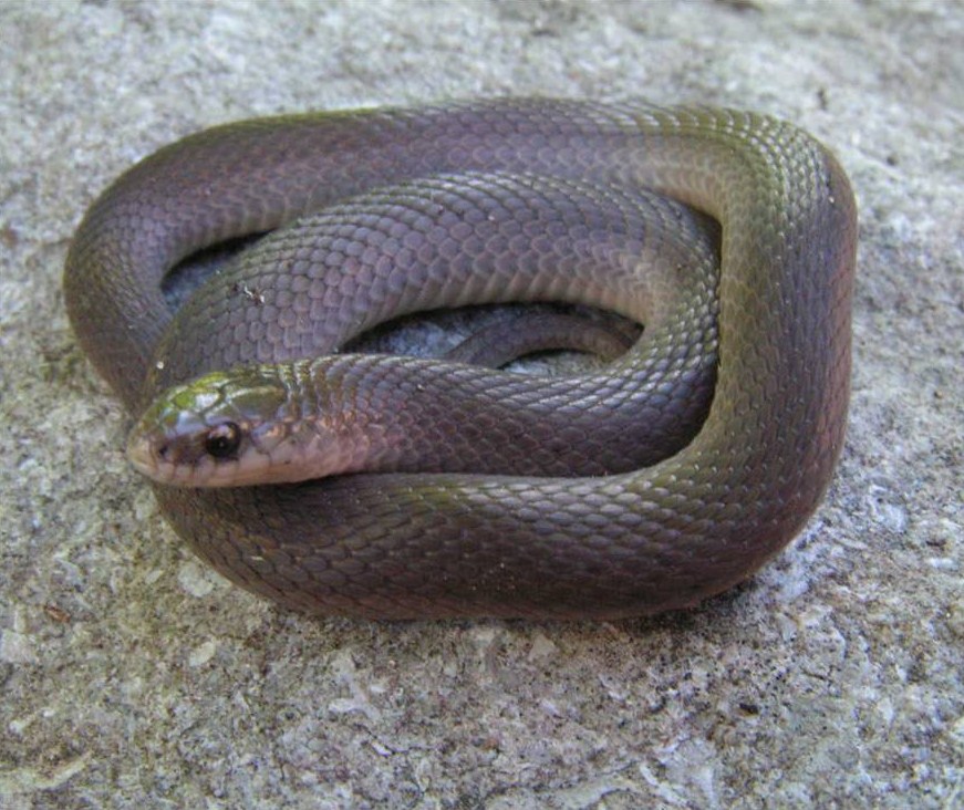 coluber constrictor foxii diet
